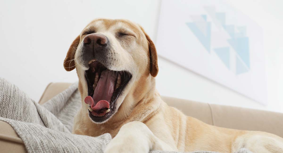 YAWNING IN ANIMAL