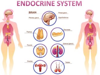 How Your Body Changes During Pregnancy: The Endocrine System
