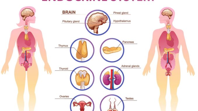 How Your Body Changes During Pregnancy: The Endocrine System