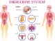 How Your Body Changes During Pregnancy: The Endocrine System
