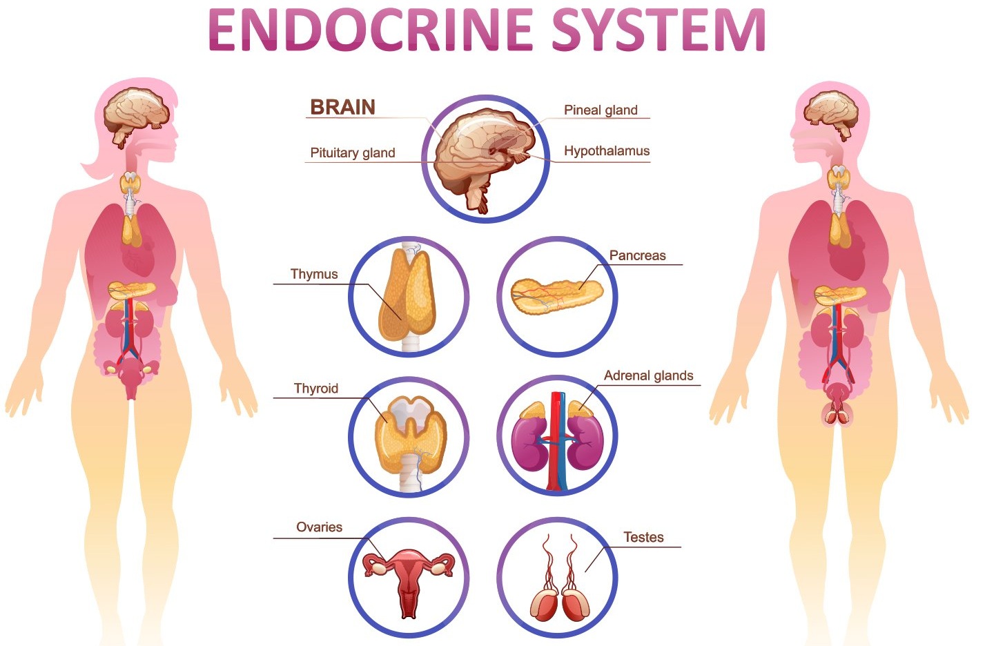 How Your Body Changes During Pregnancy: The Endocrine System