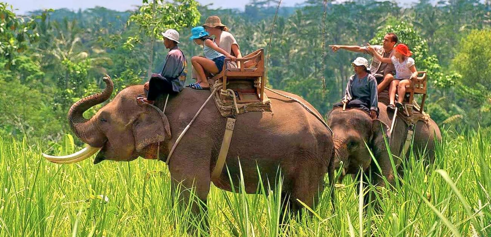 Jim Corbett Elephant Safari