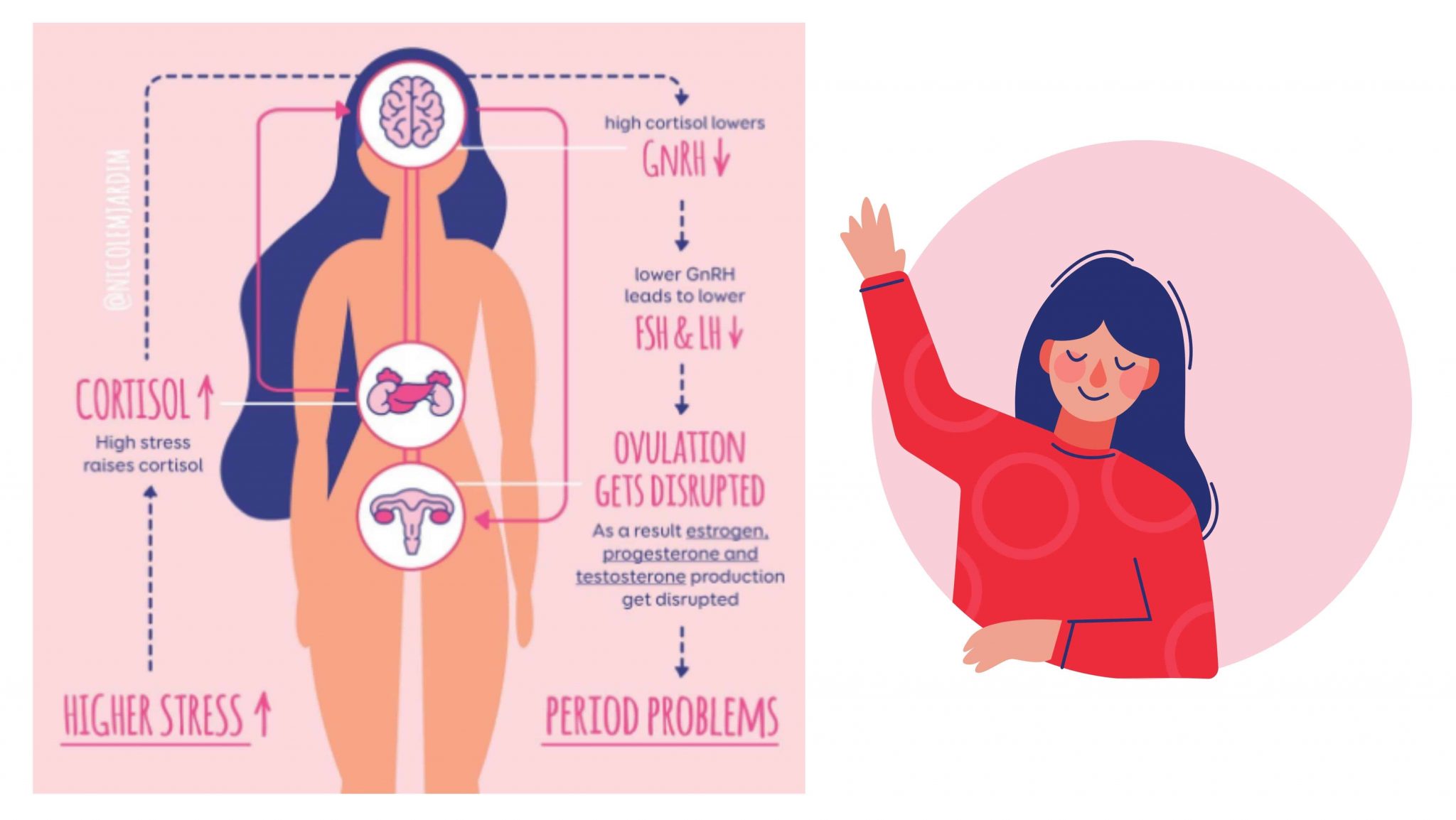 The adrenal glands secrete a hormone called cortisol, which plays a role in...